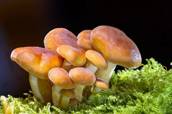 mushrooms for organic beauty 