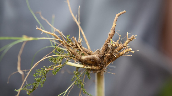 valerian root for organic beauty